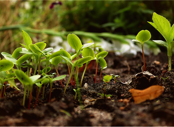 saplings-4504323_1280