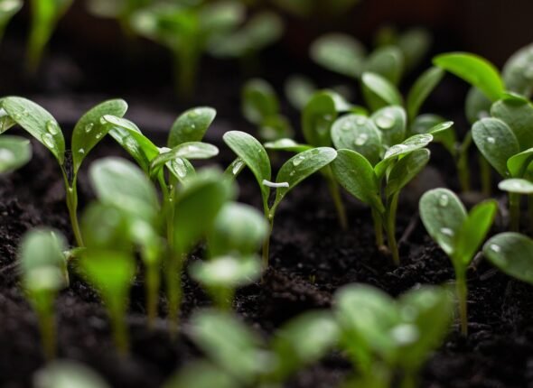 seedlings-7110591_1280